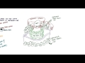 Renal capsules in 5 mins