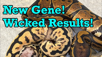 New Gene exceeded expectations! Last clutch update of 2025