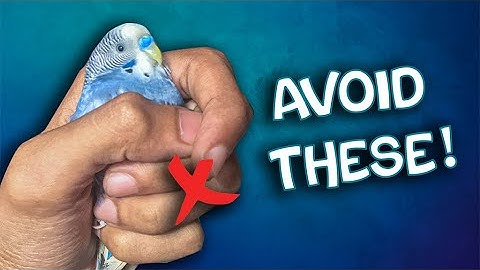 How to Make Your Budgie Trust You | FULL GUIDANCE ✅