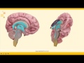 Sistema Nervioso: Cavidades Ventriculares y Líquido Cefalorraquídeo (Parte 1).