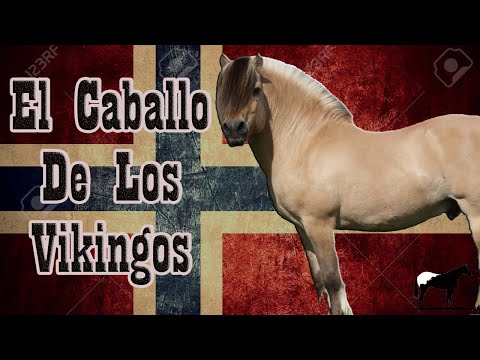 Video: Caballo Holsteiner