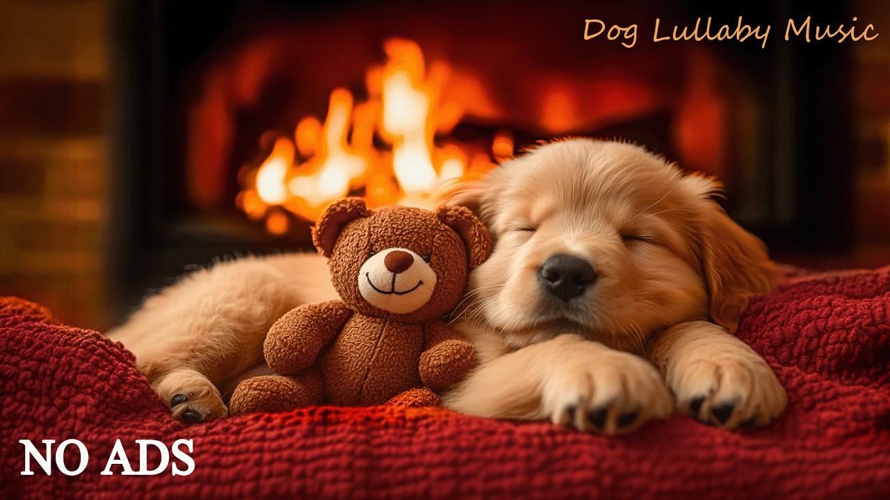 12 HOURS of Dog Calming Music 🐶🌸 Gentle Sound Flow 🎶 Help Dogs Stay Relaxed 💤 No Ads