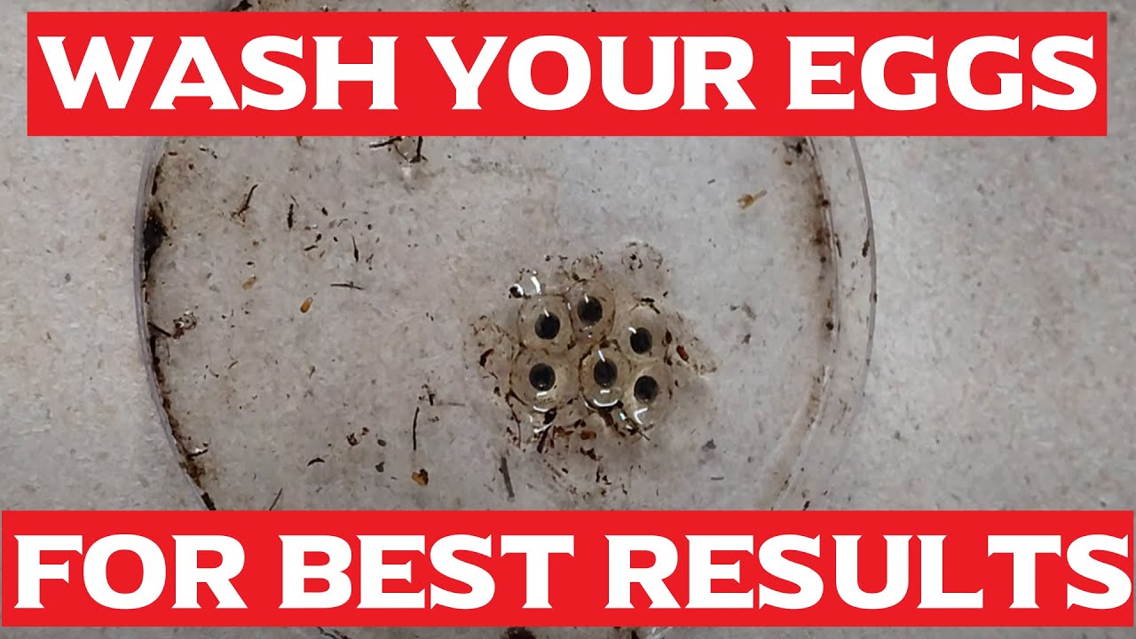 Dart Frog Egg Care Basics with Guaranteed Results - Egg Wash.