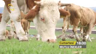 Mutlu İnekler 24062017 Fragmanı