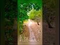 Magical Forest Anti-Stress Path and Calming Bird Singing.🐦Волшебная Лесная Тропинка и Пение Птиц.