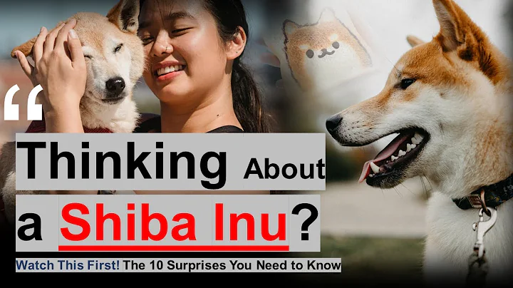 10 Reasons Shiba Inus Are Unlike Any Other Dog!