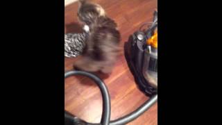 Always making vacuuming impossible... :) by S kat 513 views 10 years ago 1 minute, 23 seconds