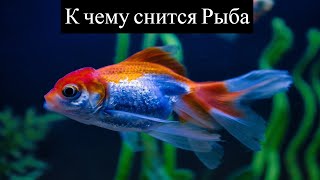 К чему снится РЫБА или видеть во сне РЫБУ | Толкование снов | Сонник Sk1.online