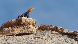 namibische Felsagame - Agama planiceps - Männchen