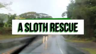 A Sloth Rescue