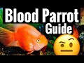 Red Blood Parrot Cichlid Care - Tank Behavior Community