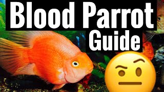 Red Blood Parrot Cichlid Care  Tank Behavior Community