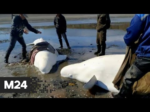 Колымчане 8 часов поливали водой двух белух, застрявших на берегу с отливом