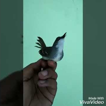 Ciblek kristal 'ngeclak' istimewa