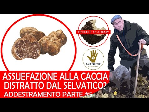 Video: Chiedi a un addestratore di cani: come faccio a concentrarmi su di me il mio cane distratto?