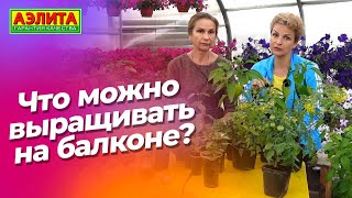 Выращивайте это на балконе! Новинки семян базилика.