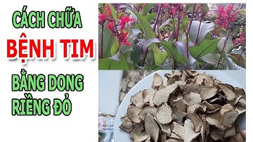 Dong riềng đỏ, tác dụng của dong riềng đỏ, dong riềng đỏ chữa bệnh tim