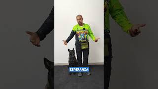 Recomendación sobre la #recompensa a en #adiestramientocanino #perros #dogtraining #perrosdetrabajo