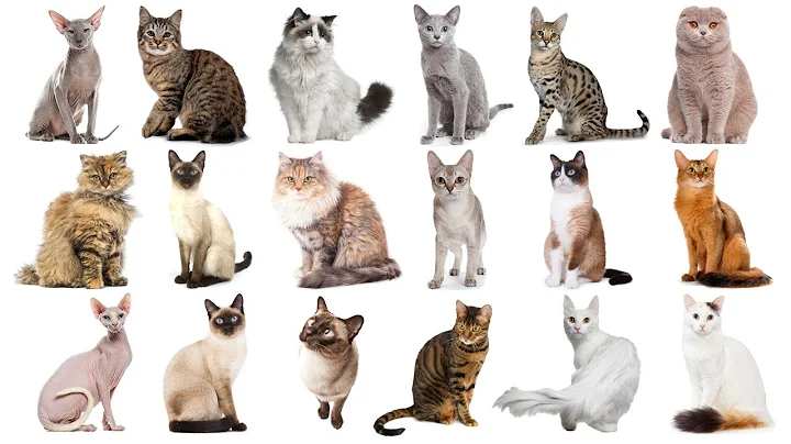 Video 4223891: cat breed turkish angora, tonkinese cat breed, sphynx cat breed, tonkinese cat somali, cat breed thai