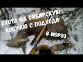 Охота на сибирскую косулю с подхода в мороз!!! Закрытие охотничьего сезона!!!