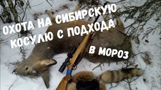 Охота на сибирскую косулю с подхода в мороз!!! Закрытие охотничьего сезона!!!