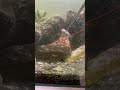 伊勢海老の飼育 ハゼを食べます