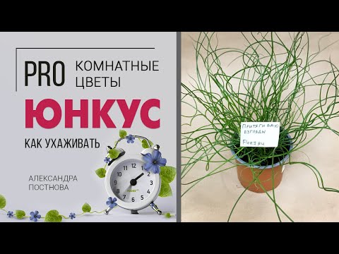 Video: Gdje mogu kupiti juncus effusus?