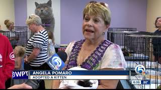 Annual kitten shower held at Peggy Adams Animal Rescue League
