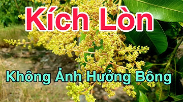 Kích Lòn Ra Bông Thêm - Không Ảnh Hưởng Bông, Nụ Và Trái | Kích Bông Xoài