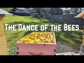 The Dance of the Bees