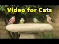 Videos for Cats to Watch ~ Cat TV Birds Extravaganza ⭐ NEW 10 HOURS ⭐