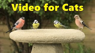 Videos for Cats to Watch ~ Cat TV Birds Extravaganza ⭐ NEW 10 HOURS ⭐