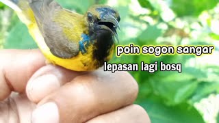 mikat sogon dapat lepasan lagi#mikatsogon#mikatburung