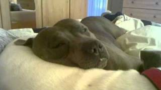 Blade, My Blue Staffy Sweet Dreams