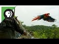 Scarlet Macaws Released to the Wild