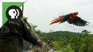 Scarlet Macaws Released to the Wild