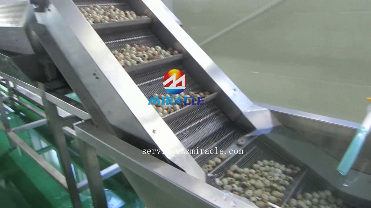600kg automatic quail egg boiling peeling line