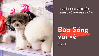 Bữa Sáng vui vẻ || 1 ngày công việc tại trại chó #PoodleTran phần 1