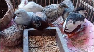 PUYUH BATU siap pindah kandang aviari