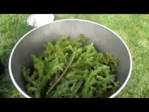 alpine fir essential oil distillation