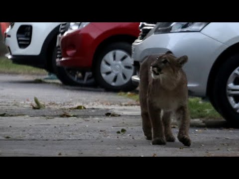 puma que se come un perro