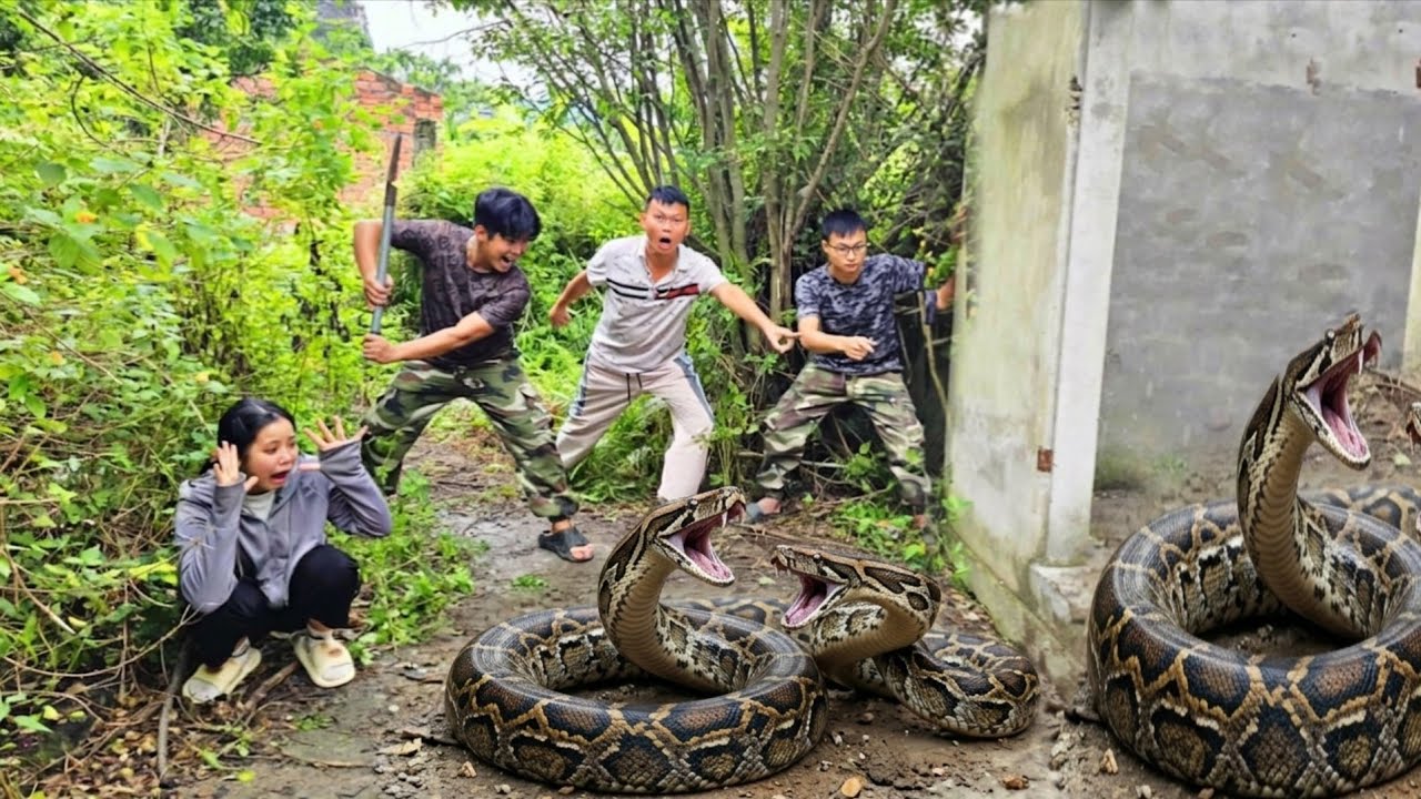 king python89 | brave hunter catches giant pythons,... The brave hunter faced two giant pythons. - YouTube