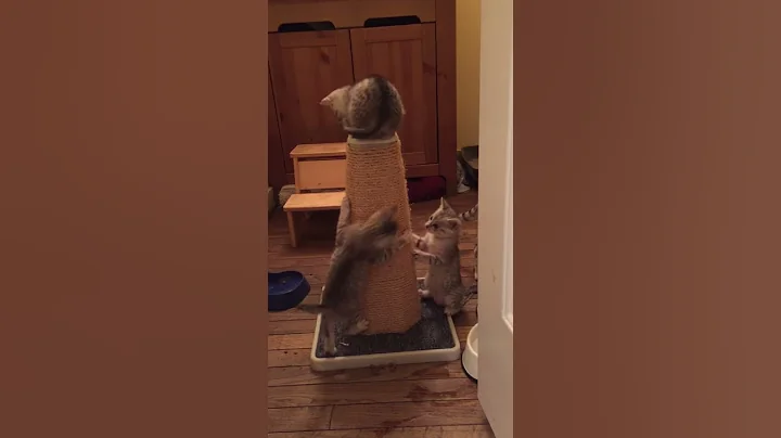 Watch the video about Egyptian Mau kittens playing