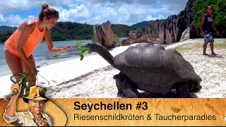 Riesenschildkröten stürmen das Buffet auf den Seychellen #3