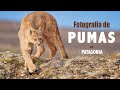 Fotografía de Pumas en Patagonia