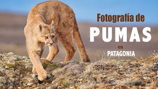 Fotografía de Pumas en Patagonia