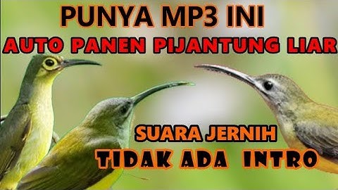 SUARA PIKAT PIJANTUNG | SUARA JERNIH PALING BANYAK DI PAKAI PEMIKAT