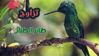 تزاوج طائر الطنان