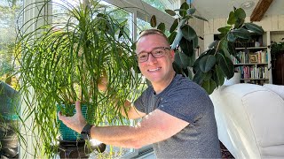 Ponytail Palm Care (Light, Water, Soil, Fertilizer, Pot Types, and brown tips and yellow leaves) by Ohio Tropics Houseplant Care 117,563 views 2 years ago 10 minutes, 47 seconds