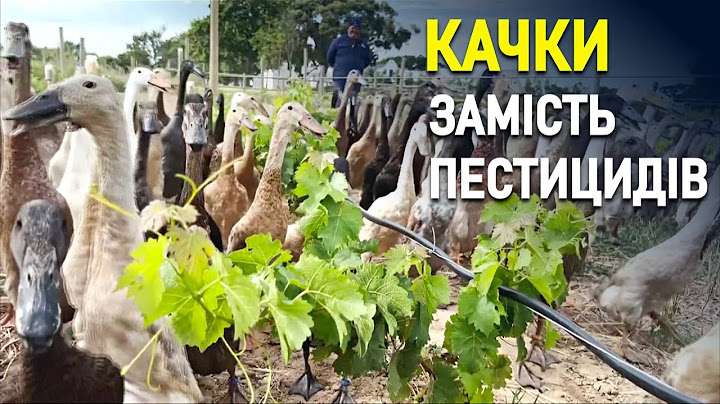 Як армія качок служить на винограднику  в Африці